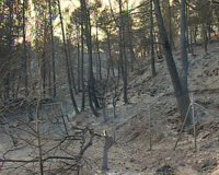 Incendios.- Andalucía, Asturias, Galicia, puntos de León, Extremadura, Valle del Ebro y las islas en alto riesgo