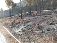 Ecologistas denuncia la "ausencia" de planificación forestal del Gobierno regional