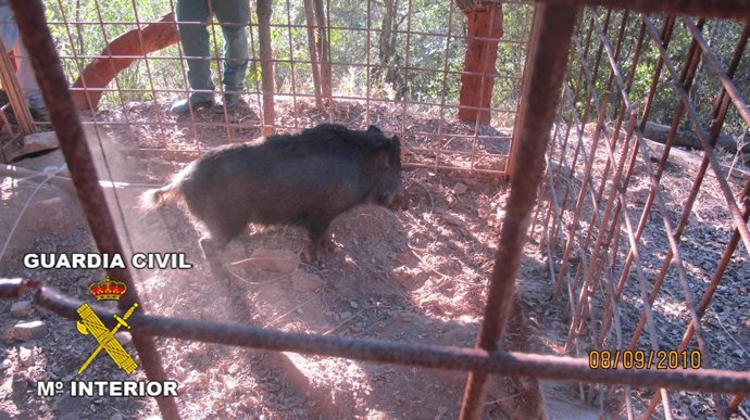  Imagen del jabalí incautado por los agentes del Seprona en una finca de Paterna