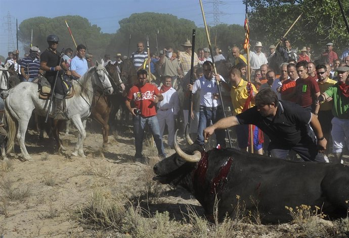 El Toro de la Vega de 2010 recibe la puntilla definitiva