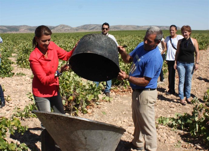 Cospedal vendimiando