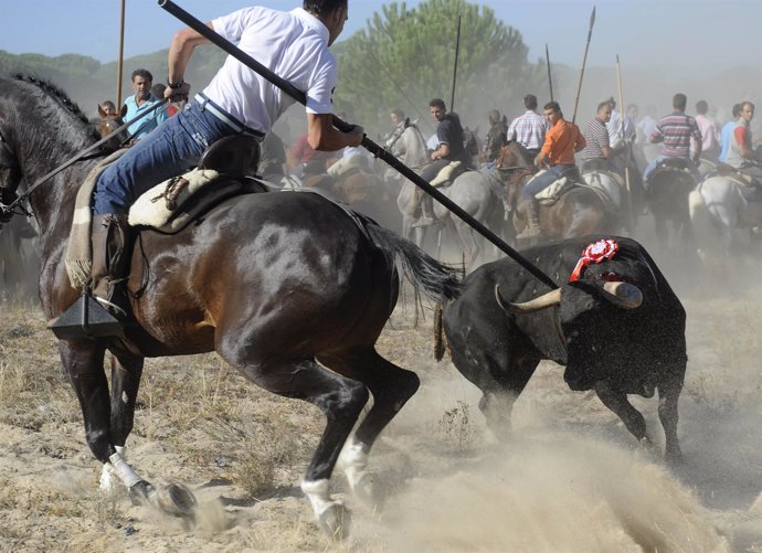 Imagen de Toro de la Vega