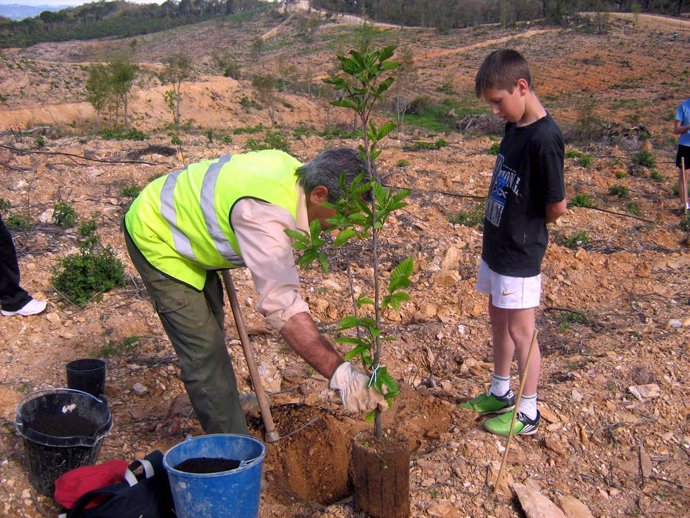 Plantación de árboles en la provincia de Huelva