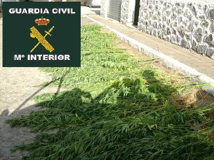 Plantación de marihuana en la provincia de Málaga