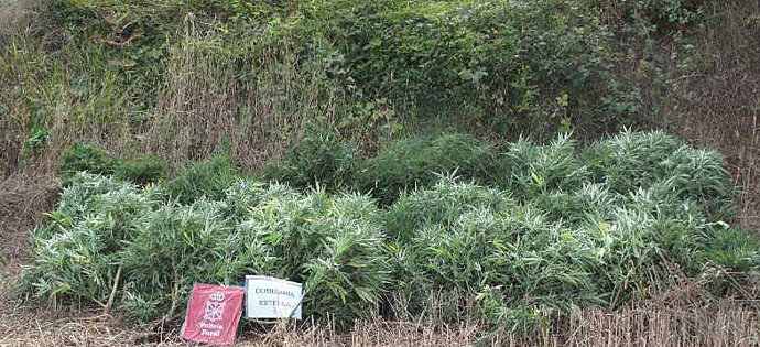 Plantas de marihuana incautadas a los detenidos. 