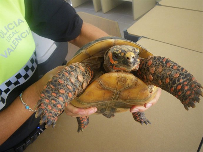 Tortuga de patas roja intervenida