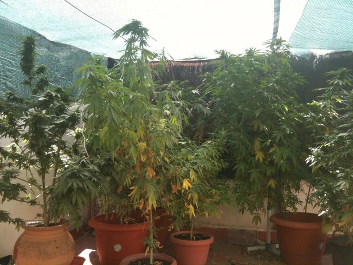 Plantas intervenidas