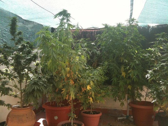 Plantas intervenidas