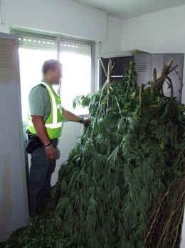 Imagen de la marihuana requisada