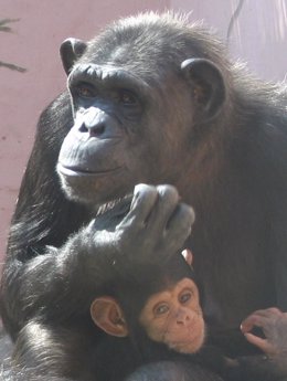 La chimpancé Magni con su bebé Ricardo