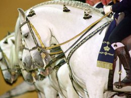 Imagen de actuación de los caballos andaluces