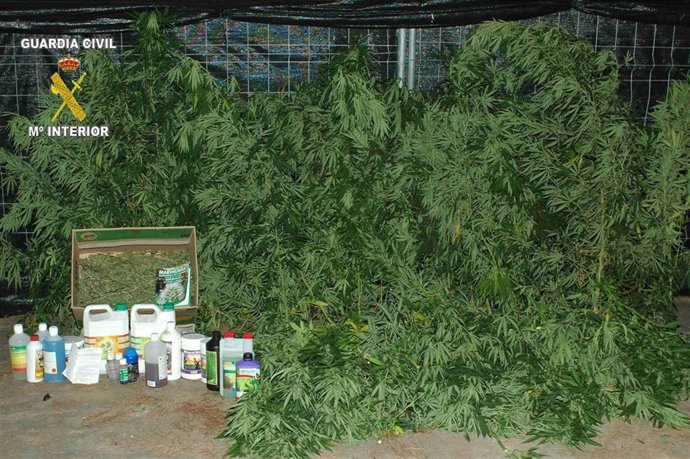 Marihuana y material intervenido