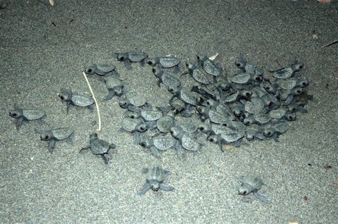 Ejemplares recién nacidos de tortuga boba