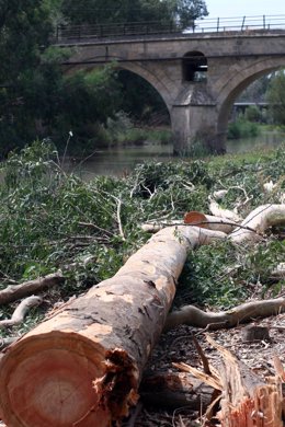 Retirada de restos arbóreos en el río Guadalete.