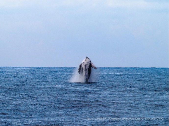 Ballena avistada en el Cabo de San Antonio Alicante