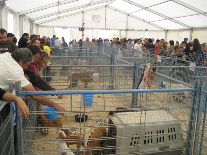 Centenares de personas se han acercado esta mañana a CAZATARIA