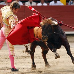 José Tomás, Toros