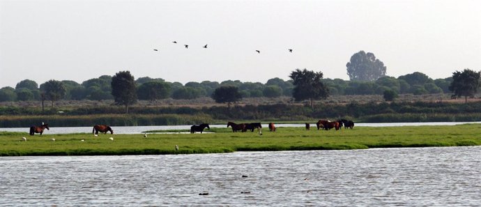 Parque Natural de Doñana