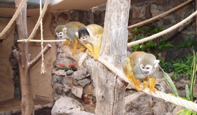 Ejemplares de mono Saimiris en Palmitos Park en Gran Canaria.