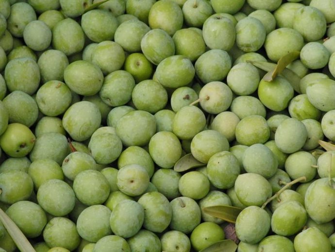 Este año se prevé cinco millones de kilos para aderezo.