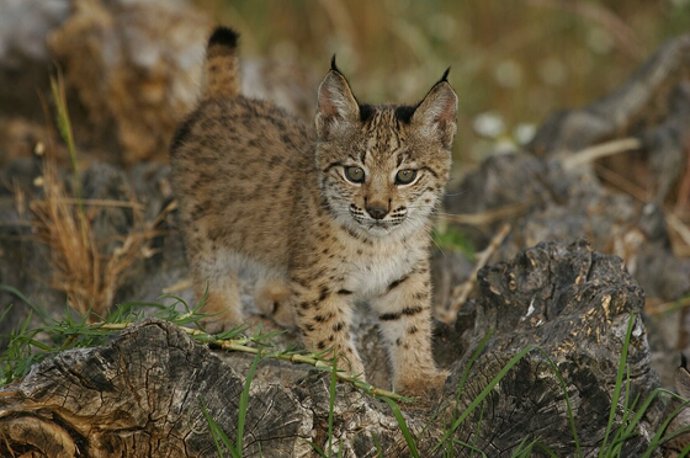 En la imagen, un cachorro de lince ibérico