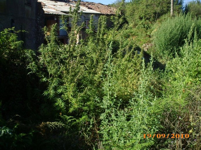 Marihuana incautada en Lugo