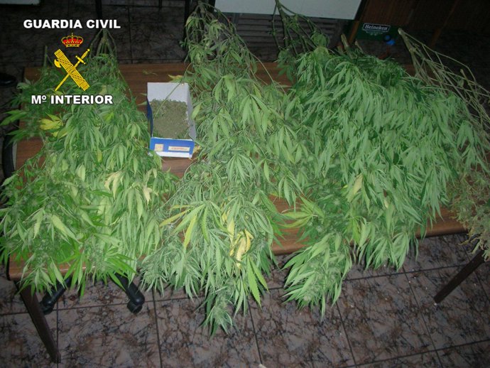 Marihuana intervenida en María (Almería)