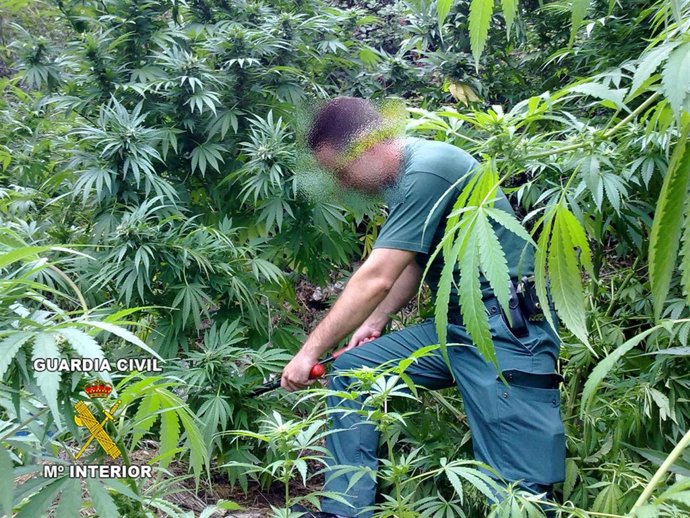 Agente de la Guardia Civil arrancando las plantas ilegales