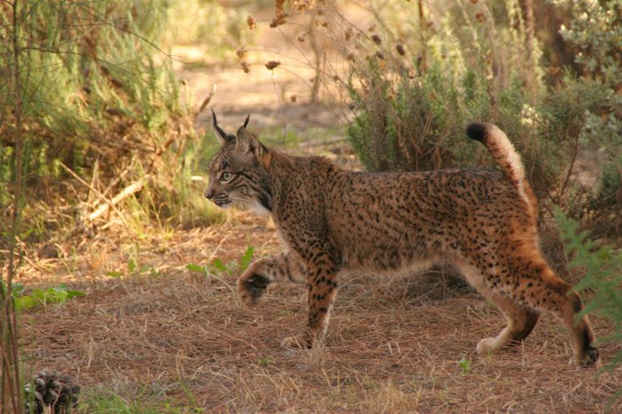 Imagen de lince ibérico