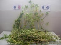 Sancionan a una mujer por cultivar ocho plantas de marihuana en el patio de su vivienda en Alcantarilla