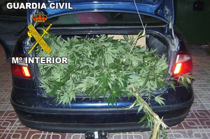 La marihuana intervenida