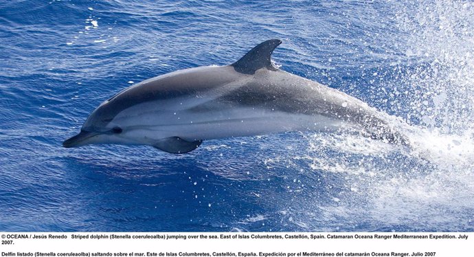 Delfín listado (Stenella coeruleaolba) saltando sobre el mar en aguas de Islas C