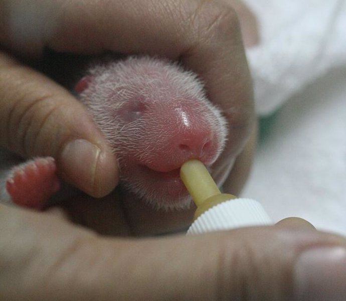 Panda recién nacido