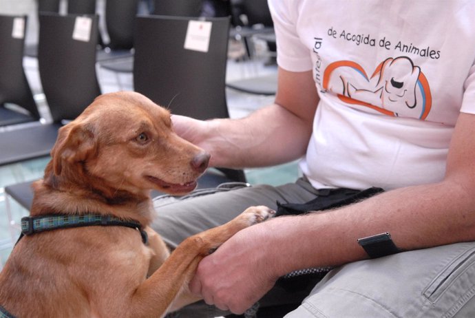 Uno de los perros que participan en en el programa