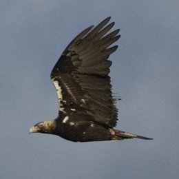 Águila