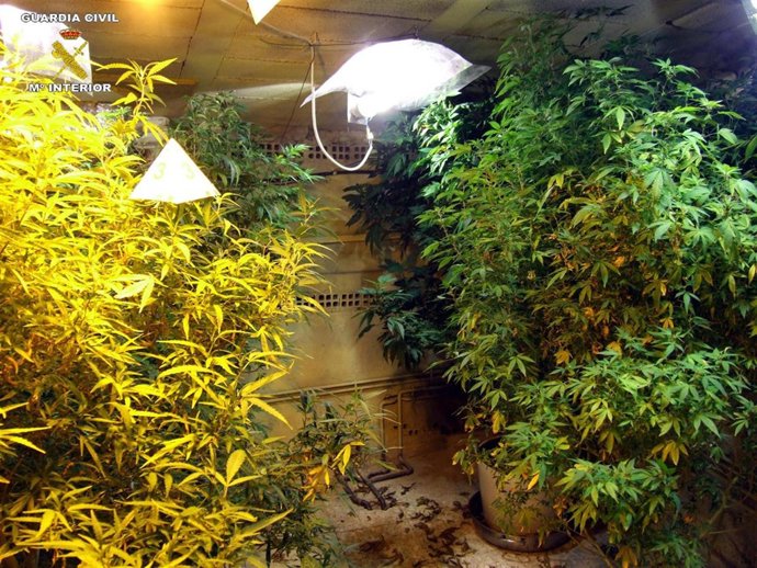La Guardia Civil se incauta de 34,7 kilogramos de marihuana.