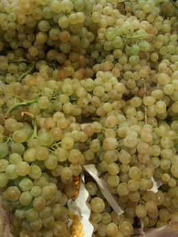 Uvas