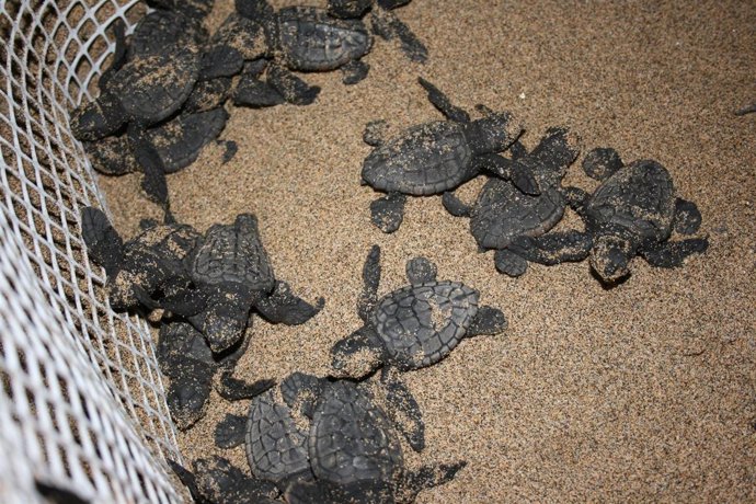 Foto de archivo de nacimiento de tortugas 'boba' en Fuerteventura.