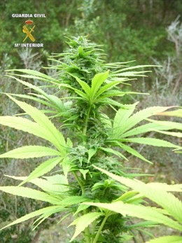 Planta cannabis