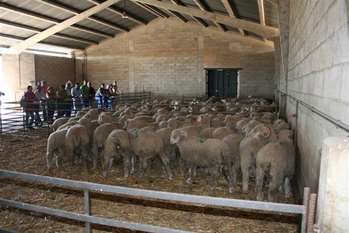  Imagen de los reproductores ovinos sorteados por Diputación y Cajasol 