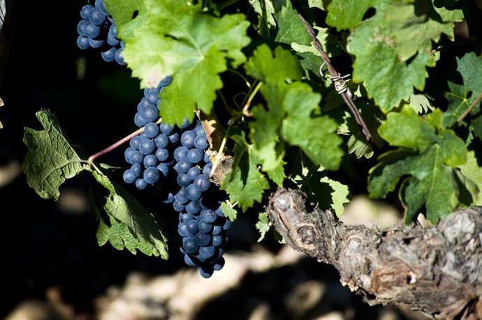 La Ribera Del Duero Pisa Fuerte