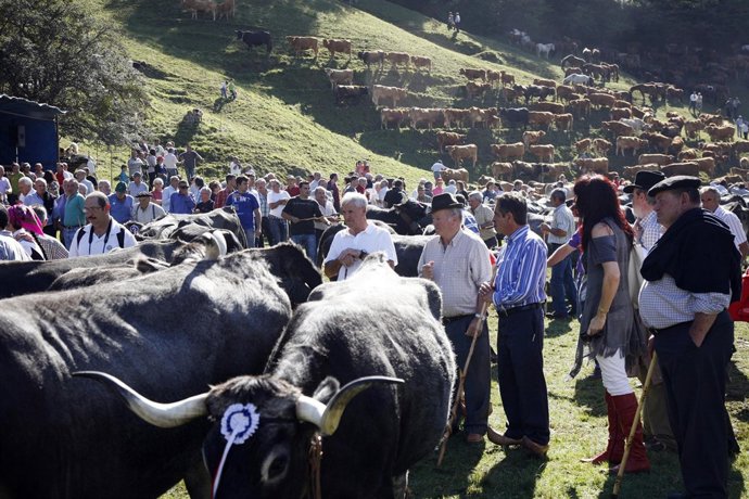Revilla en la feria de ganado de Puentenansa