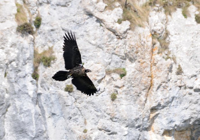 Quebrantahuesos en Picos de Europa