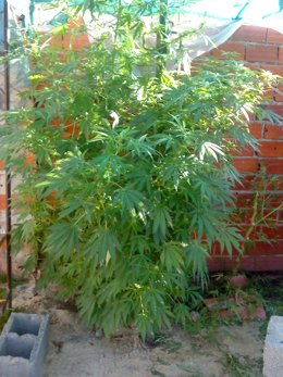 Una de las plantas de marihuana halladas por la Benemérita