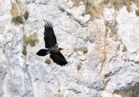 Los dos quebrantahuesos liberados en Picos de Europa se adaptan