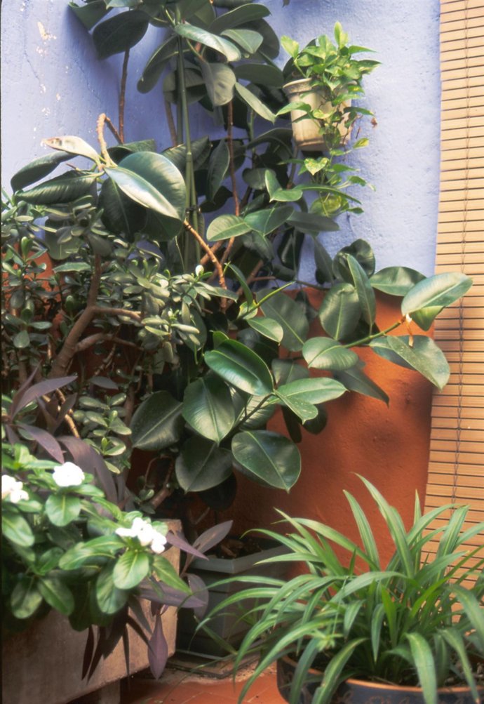 Plantación en macetas.