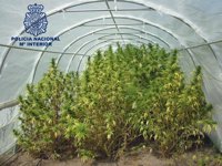 Detienen a dos personas y desmantelan una plantación de 'cannabis sativa viva' en El Viso de San Juan (Toledo)
