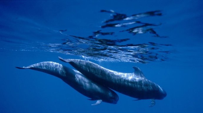 El sur de Tenerife alberga negocios dirigidos al avistamiento de cetáceos