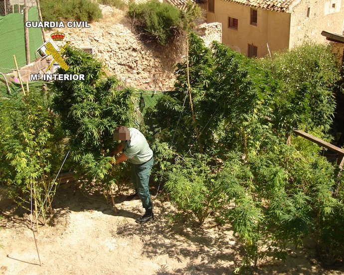 Aprehenden 75 kilos de marihuana y 25 gramos de hachís