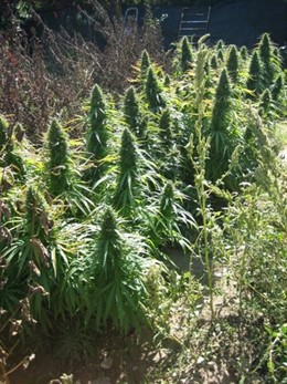 plantación de marihuana